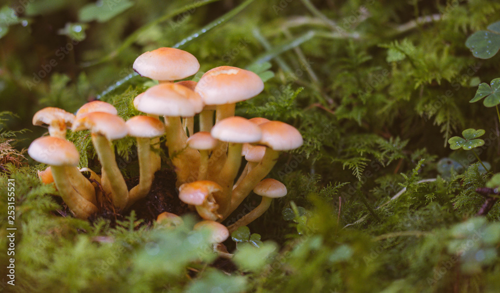Fototapeta premium Hypholoma fasciculare