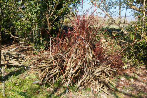Heap of wood faggots in a garden after trimming a tree