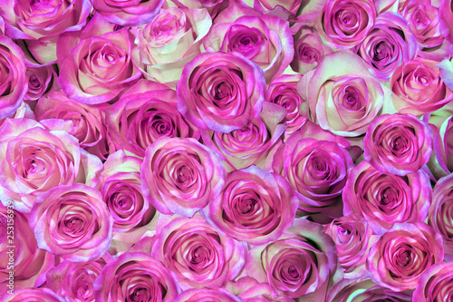 purple  pink roses