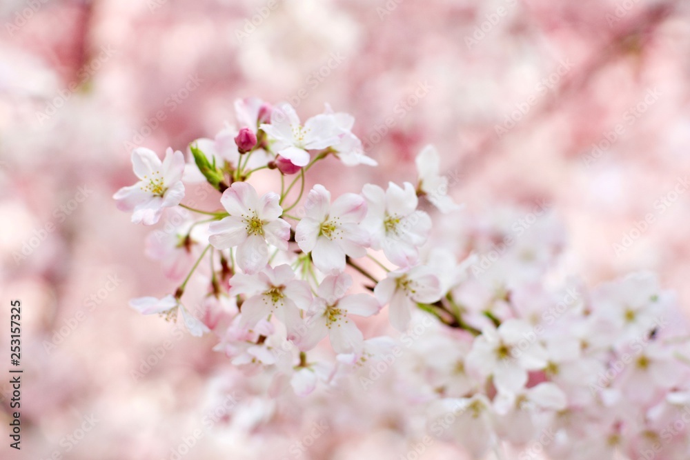 sakura