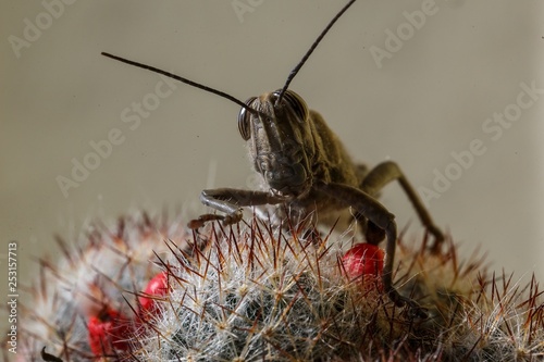 insect - grasshopper closeup sitting on a cactus