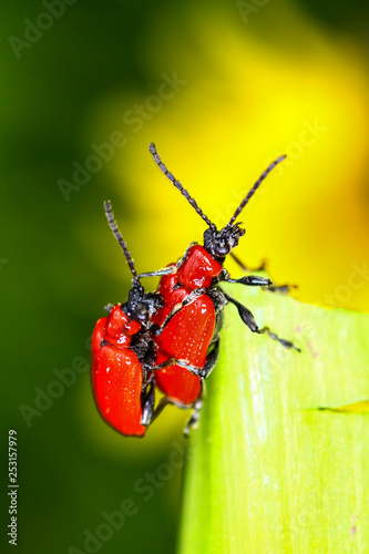 Scarlet lily beetles mating on a plant leaf photo