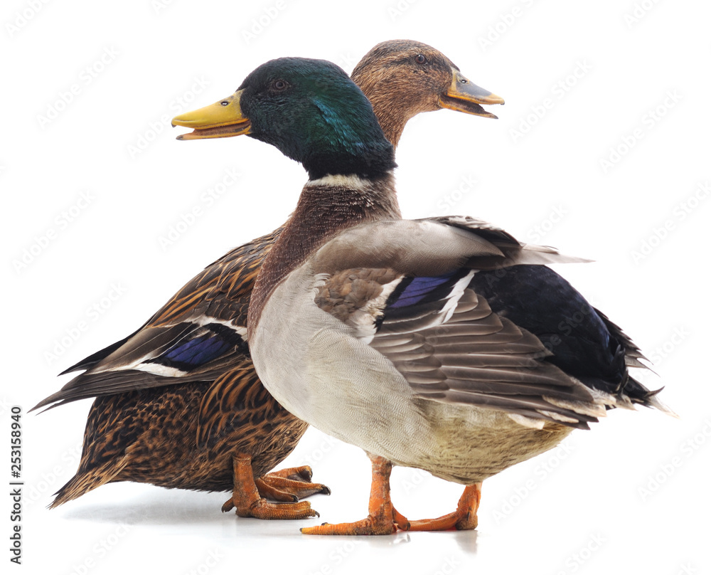 Two wild ducks. Two wild ducks.