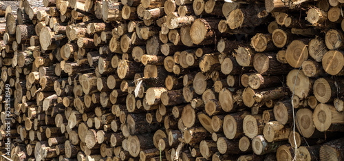 Fresh cut tree logs in the forest.