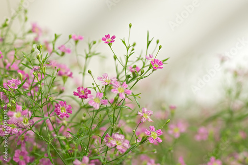 A pink little flowers saxifraga in green grass. Natural background. © Eselena