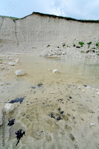 Kaulquappen der Wechselkröte in einem Kalksteinbruch photo