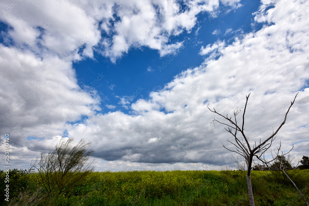 Dried tree in the field. Spring landscape with clouds. Green grass and yellow flowers in the meadow. Dried tree in the field. Spring landscape with clouds. Green grass and yellow flowers in the meadow.