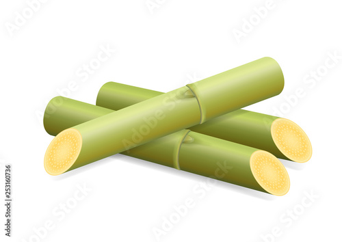 Illustration Sugar Cane  Cane  Pieces of Fresh Sugarcane Green  Sugar Cane Cut Isolated on White Background