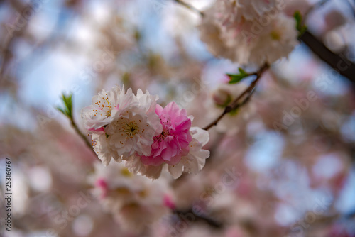 Close up beautiful full bloom pink white cherry blossoms flowers ( sakura ) in springtime sunny day with soft green blur natural background.