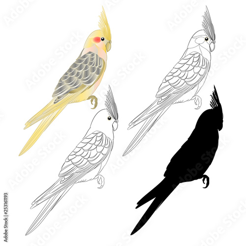 Yellow cockatiel cute tropical bird funny  parrot watercolor style outline and silhouette on a white background vintage vector illustration editable hand draw