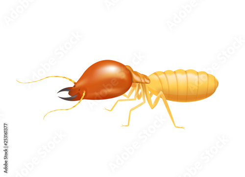 illustration termite isolated on white background, insect species termite ant eaten wood decay and damaged wooden bite, cartoon termite clip art, animal type termite or white ants