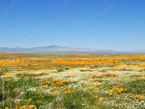 American life / California Poppy.Orange white mix earth and Blue Sky.