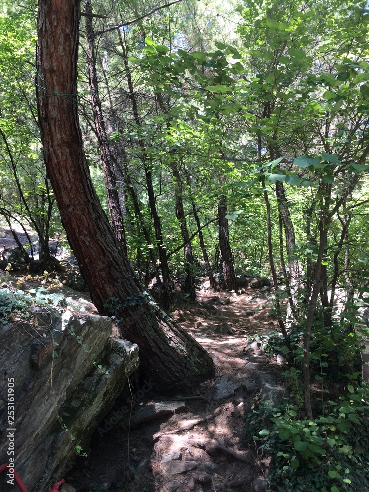 forest forest
