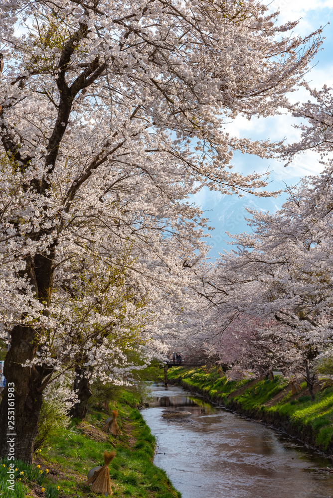 Festival of the sakura Cherry blossoms full bloom in The ancient Oshino Hakkai village near Mt. Fuji, Fuji Five Lake region, Minamitsuru District, Yamanashi Prefecture, Japan. Festival of the sakura Cherry blossoms full bloom in The ancient Oshino Hakkai village near Mt. Fuji, Fuji Five Lake region, Minamitsuru District, Yamanashi Prefecture, Japan.