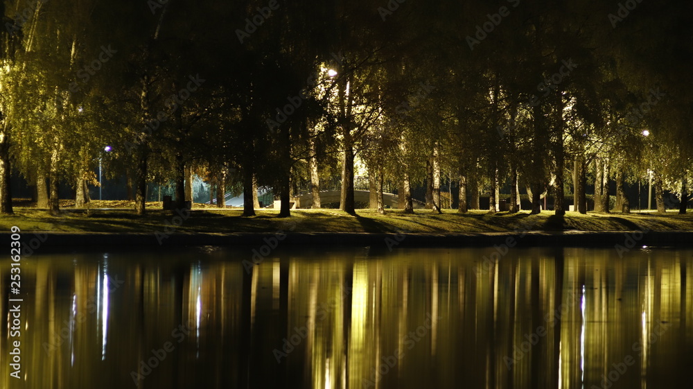 Night forest in the park