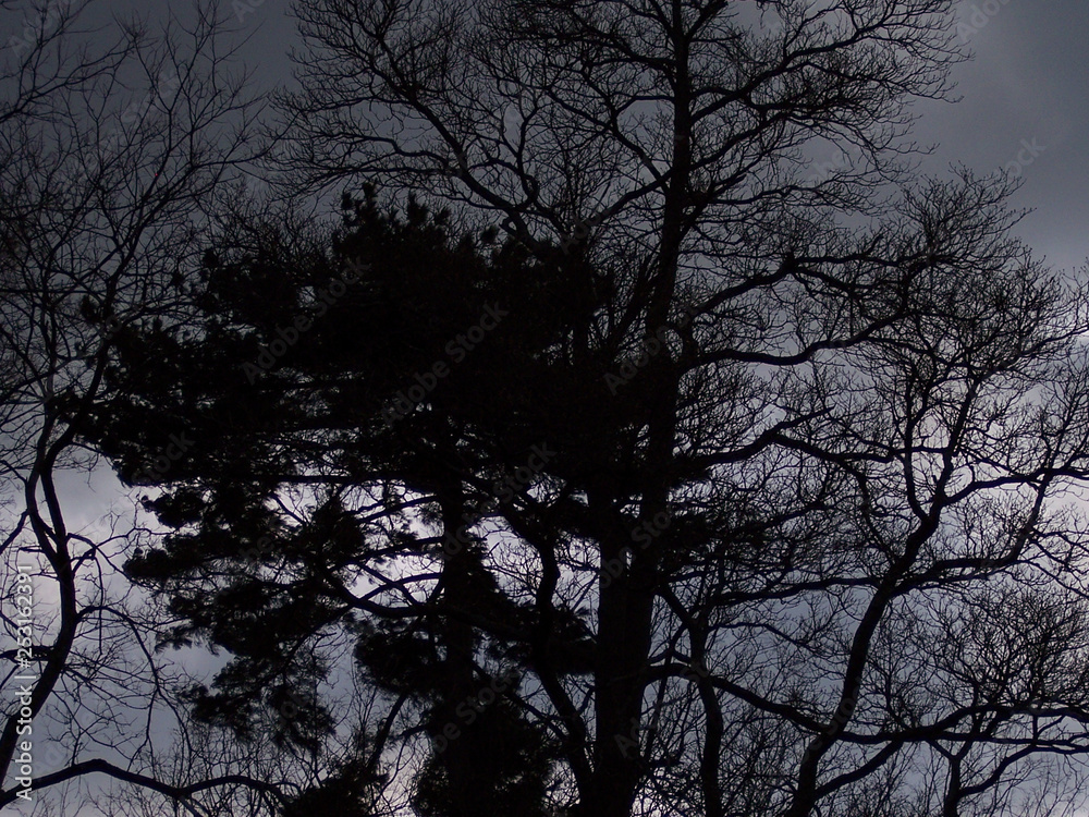 large pine before large water oak at twiligh large pine before large water oak at twiligh