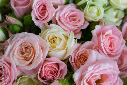Background of roses. Pink  White and Yellow Roses