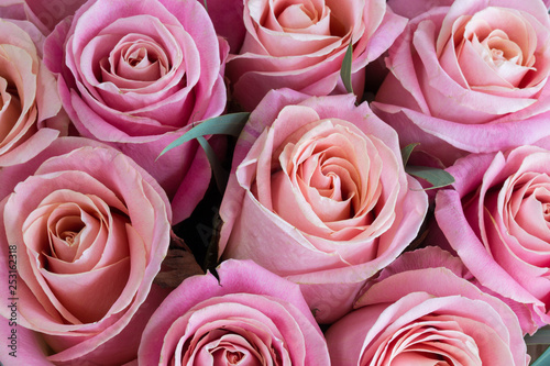 Background of pink roses close-up.