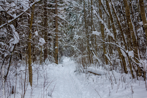 Snowy winter forest in cloudy weather. Russian forests. Forest in cloudy weather. Walk through the winter forest