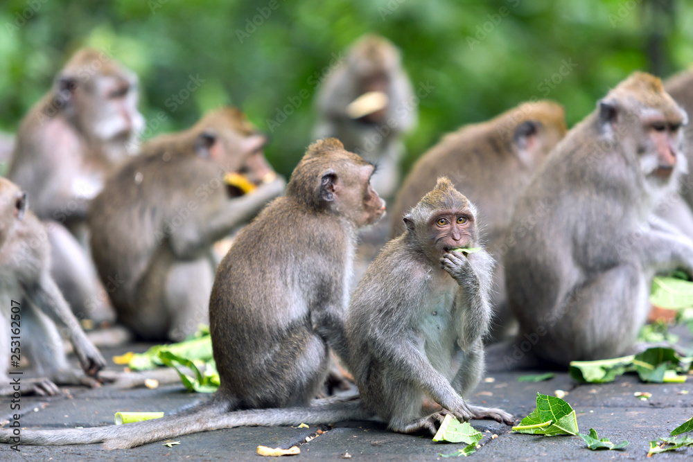 Group of eating monkeys in the Ubud rainforest.