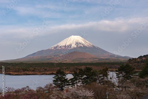 Mount Fuji or Mt. Fuji, the World Heritage, view in Lake Shoji ( Shojiko ). Fuji Five Lake region, Minamitsuru District, Yamanashi prefecture, Japan. Landscape for travel destination. photo