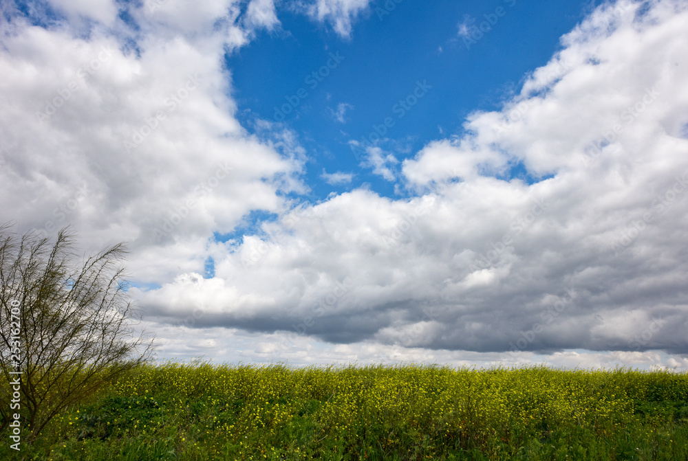 Green field and blue sky. A field with yellow flowers. Spring landscape with white clouds. White clouds in the blue sky. Green field and blue sky. A field with yellow flowers. Spring landscape with white clouds. White clouds in the blue sky.