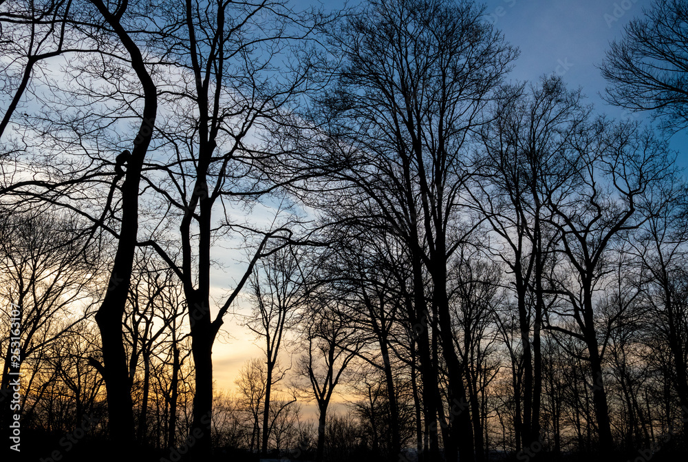 end of winter sunset in the woods