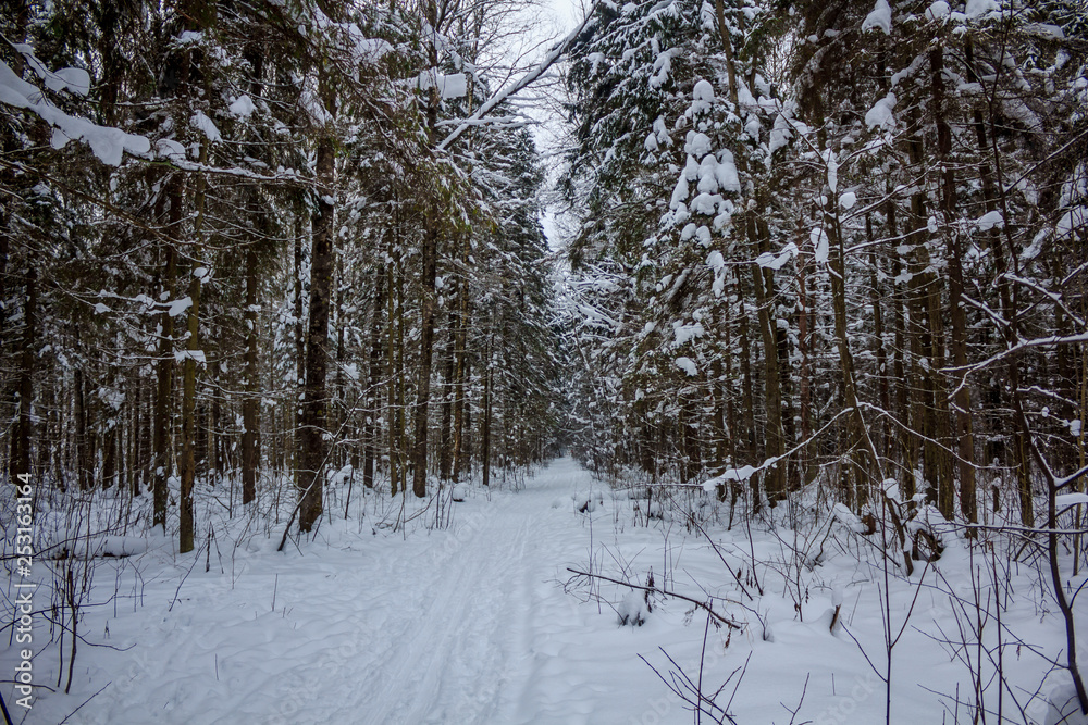Snowy winter forest in cloudy weather. Russian forests. Forest in cloudy weather. Walk through the winter forest