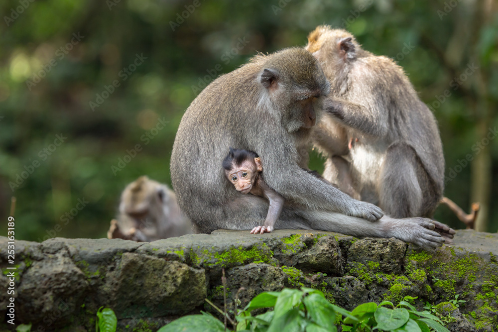 Family of the monkeys has a rest in the jungle of Ubud, Bali.