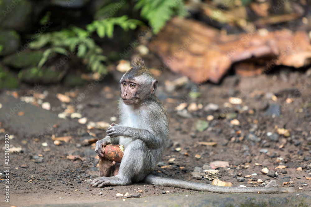 Small monkey sits on the gound and eats batata in Ubud forest. Small monkey sits on the gound and eats batata in Ubud forest.