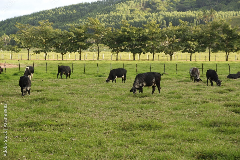 ox farm