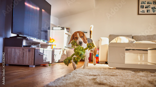 Dog beagle fetching a green rope indoors.