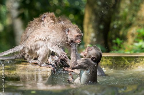 Monkeys fight in a stone font in Ubud, Bali.