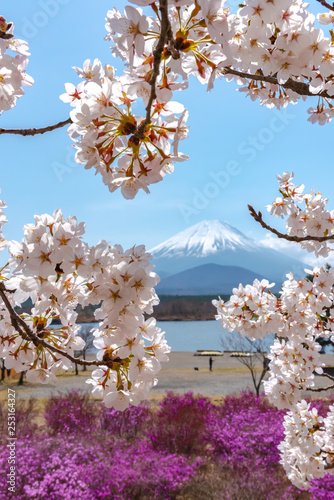 View of Mount Fuji and full bloom white pink cherry tree flowers at Lake Shoji ( Shojiko ) Park in springtime sunny day with clear blue sky natural background. Cherry Blossoms in Yamanashi, Japan photo