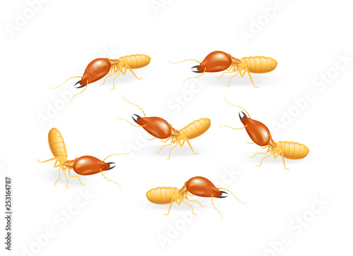illustration termite isolated on white background, insect species termite ant eaten wood decay and damaged wooden bite, cartoon termite clip art, animal type termite or white ants