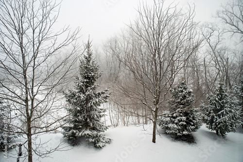 Wallpaper Mural Winter Pines in Early Morning Haze Torontodigital.ca