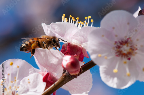 Ape intenta a bottinare dei fiori di albicocco photo