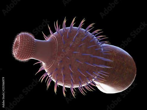 3d rendered illustration of a pre-historic marine creature - ottoia photo