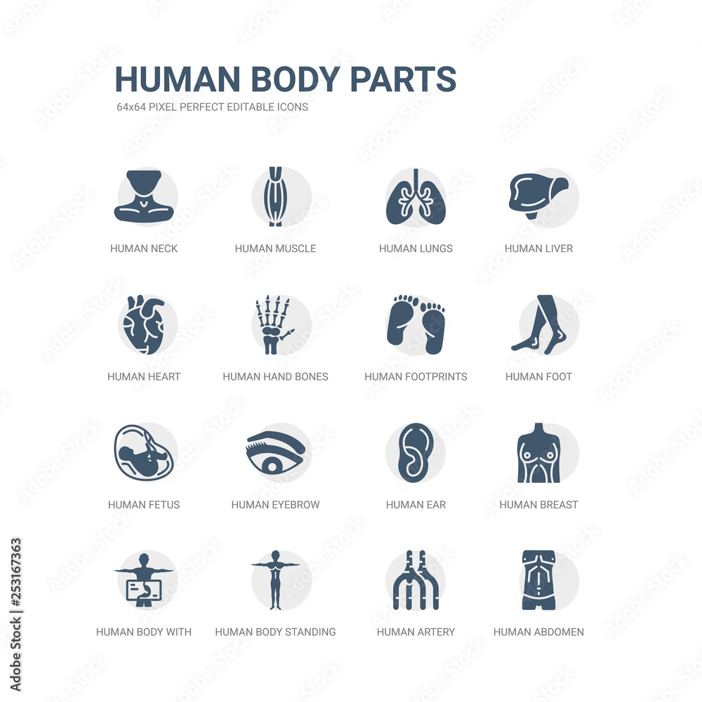 simple set of icons such as human abdomen, human artery, human body standing black, body with x ray plate focusing on stomach, breast, ear, eyebrow, fetus, foot, footprints. related body parts icons simple set of icons such as human abdomen, human artery, human body standing black, body with x ray plate focusing on stomach, breast, ear, eyebrow, fetus, foot, footprints. related body parts icons