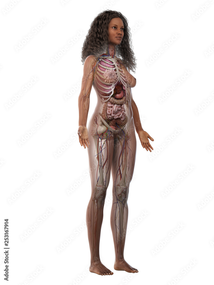 3d rendered medically accurate illustration of a black females full body anatomy 3d rendered medically accurate illustration of a black females full body anatomy