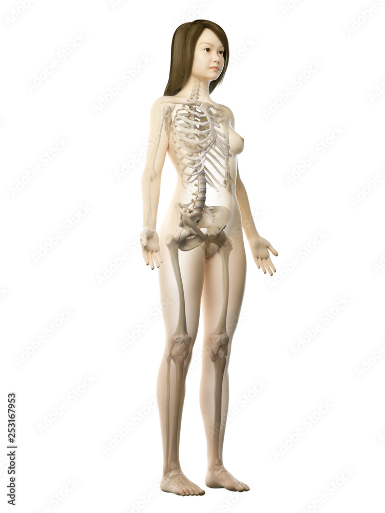 3d rendered medically accurate illustration of an asian females skeletal system