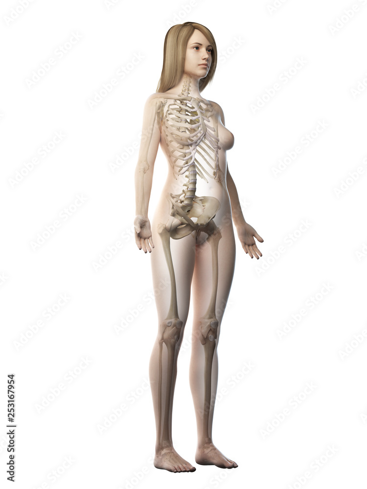 3d rendered medically accurate illustration of a females skeletal system 3d rendered medically accurate illustration of a females skeletal system
