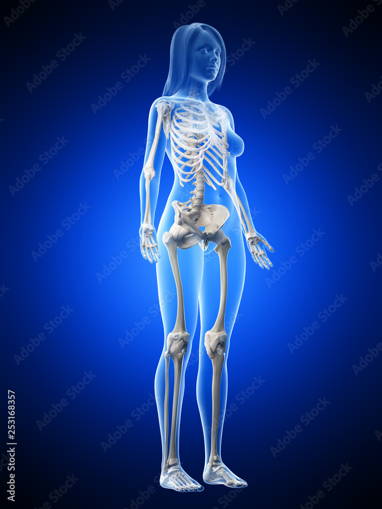 3d rendered medically accurate illustration of a females skeletal system 3d rendered medically accurate illustration of a females skeletal system