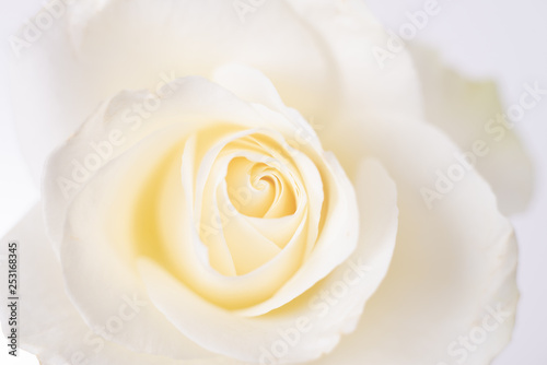 Bildfüllende Blüte einer weißen Rose
