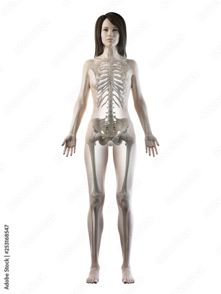 3d rendered medically accurate illustration of a females skeletal system