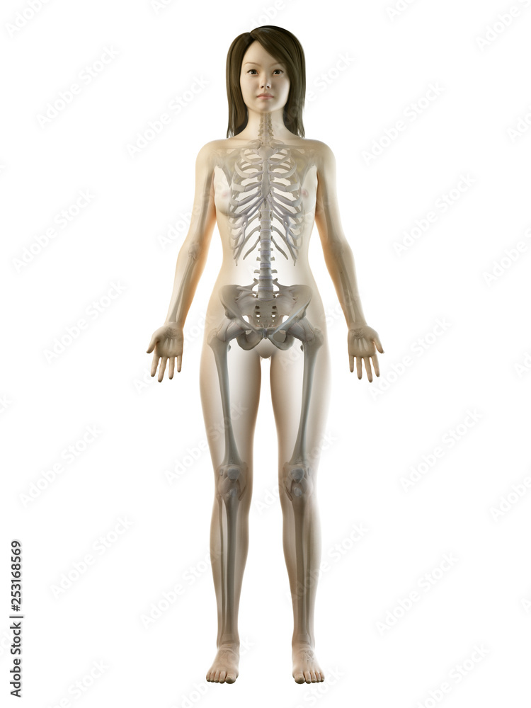 3d rendered medically accurate illustration of an asian females skeletal system 3d rendered medically accurate illustration of an asian females skeletal system