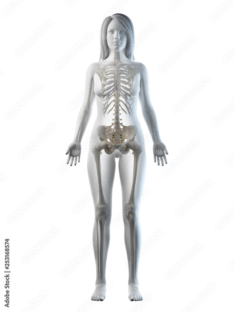 3d rendered medically accurate illustration of a females skeletal system