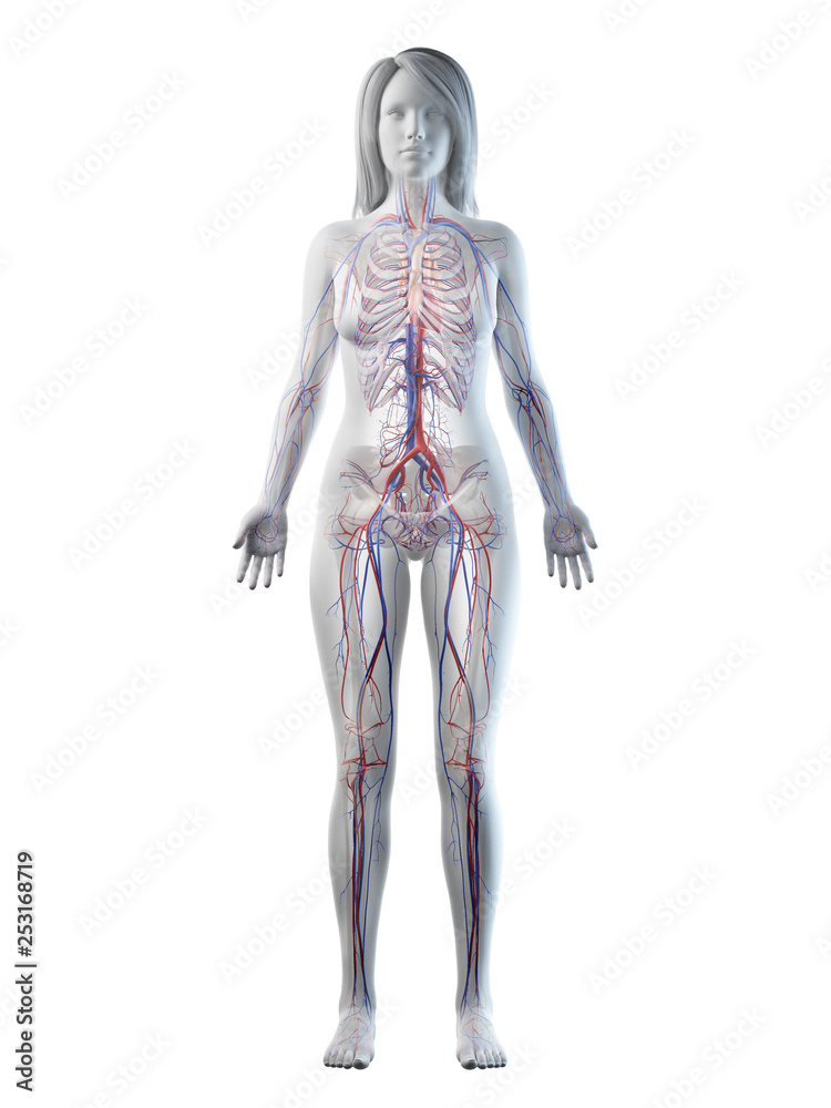 3d rendered medically accurate illustration of a females vascular system 3d rendered medically accurate illustration of a females vascular system