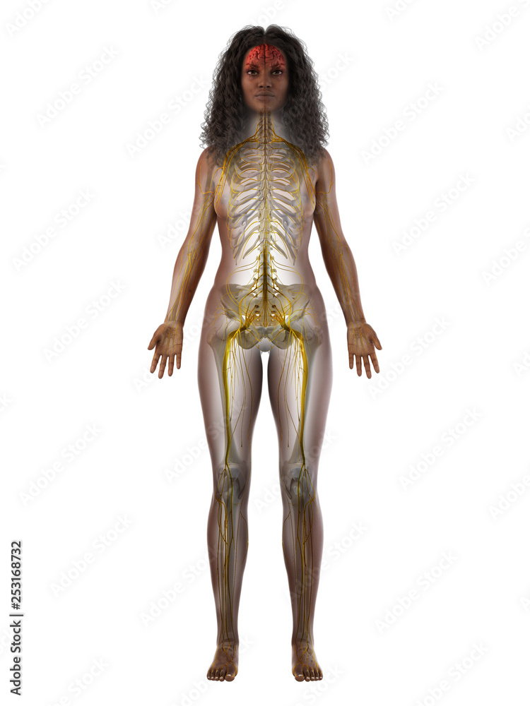 3d rendered medically accurate illustration of a black females nervous system