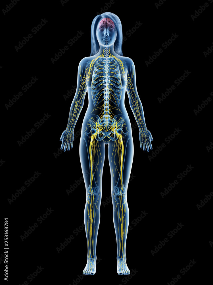 3d rendered medically accurate illustration of a females nervous system 3d rendered medically accurate illustration of a females nervous system